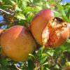 Oktober - Granatapfel